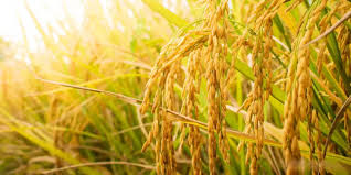 Paddy fields